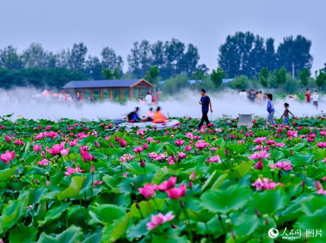 河南武陟:荷塘连片花成海