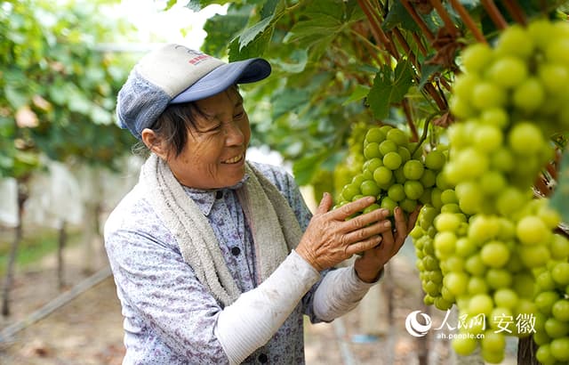 安徽郎溪:田头里面有甜头