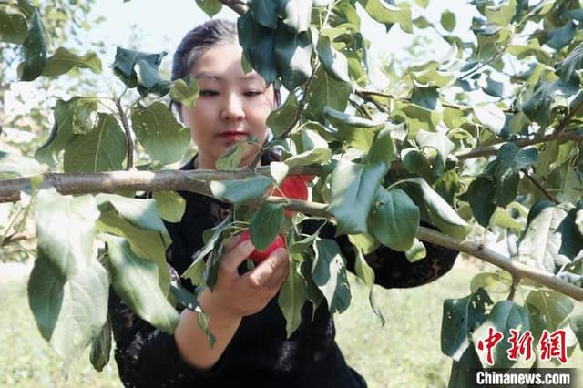 吉林女驻村书记成“花果山”主播:让果香飘得更远