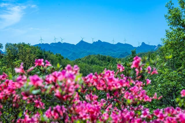 河南鲁山:杜鹃花开满山岗